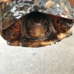 Meet your Posher, Linda